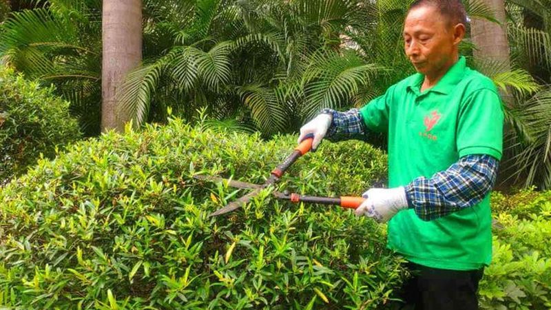 市政绿化树池尺寸，到底多大才科学